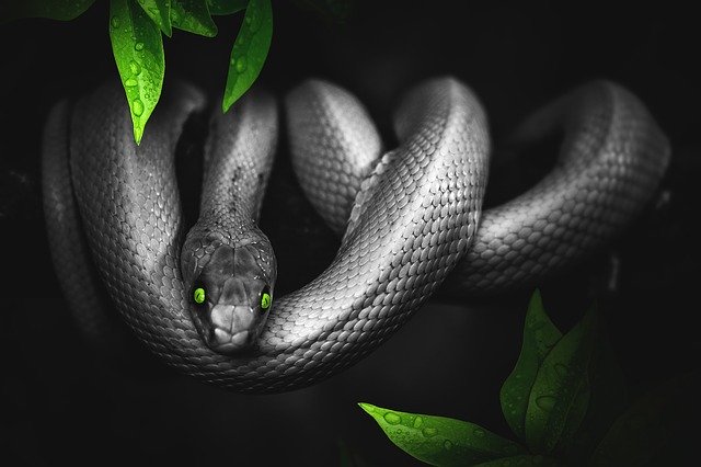 Sivý had so zelenými očami